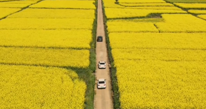 春滿花田，一賞美好，不負(fù)好時(shí)光（春游）